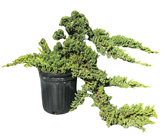 Procumbens Nana Juniper (staked, pre-bonsai) 1-G